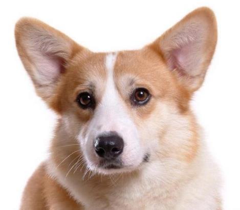 十大高顏值狗狗排名,博美犬是俊介犬原型,西施犬像小獅子