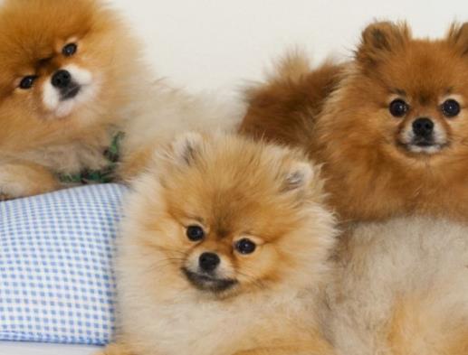 十大高顏值狗狗排名,博美犬是俊介犬原型,西施犬像小獅子