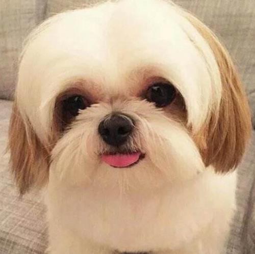 十大高顏值狗狗排名,博美犬是俊介犬原型,西施犬像小獅子