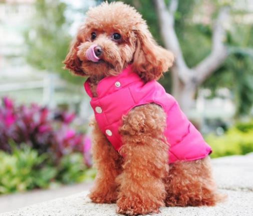 十大高顏值狗狗排名,博美犬是俊介犬原型,西施犬像小獅子