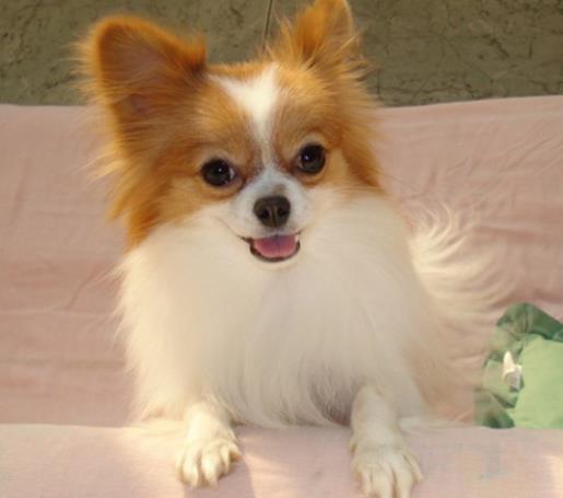 十大高顏值狗狗排名,博美犬是俊介犬原型,西施犬像小獅子