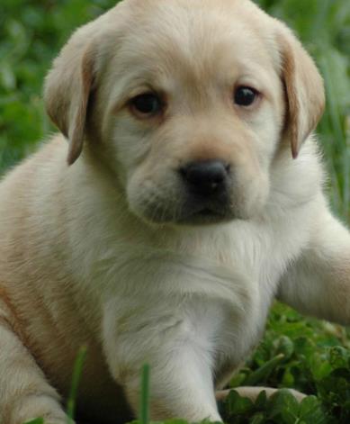 十大高顏值狗狗排名,博美犬是俊介犬原型,西施犬像小獅子