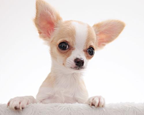 十大高顏值狗狗排名,博美犬是俊介犬原型,西施犬像小獅子