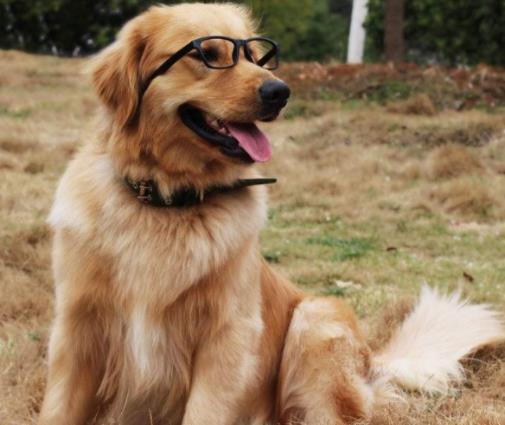 十大高顏值狗狗排名,博美犬是俊介犬原型,西施犬像小獅子