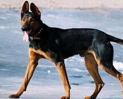 十大狼狗品種排名,德牧工作能力強,狼青犬野外工作能力強