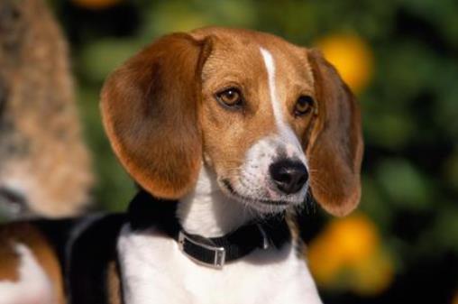 世界十大嗅覺獵犬排名,尋血獵犬血統(tǒng)純正,巴吉度犬嗅覺靈敏