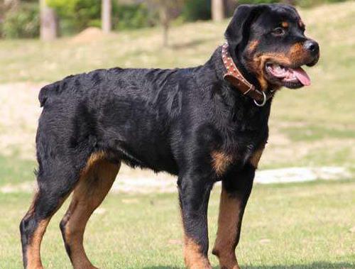 十大大型獵狗品種排名,比特犬殺傷力強,高加索犬咬合力強大
