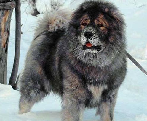 十大大型獵狗品種排名,比特犬殺傷力強,高加索犬咬合力強大