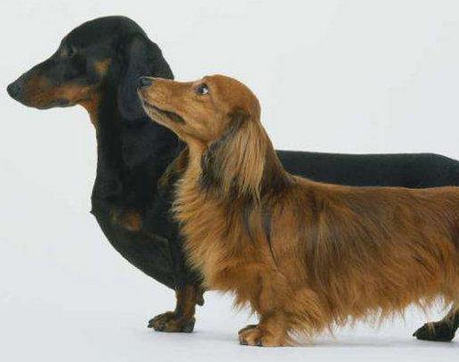 世界十大嗅覺獵犬排名,尋血獵犬血統(tǒng)純正,巴吉度犬嗅覺靈敏