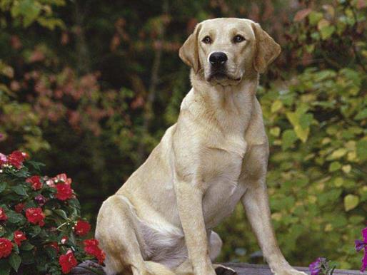 世界十大嗅覺獵犬排名,尋血獵犬血統(tǒng)純正,巴吉度犬嗅覺靈敏