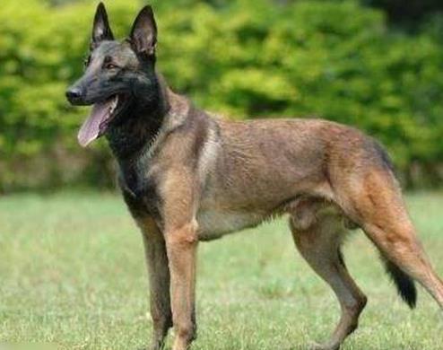 世界十大嗅覺獵犬排名,尋血獵犬血統(tǒng)純正,巴吉度犬嗅覺靈敏