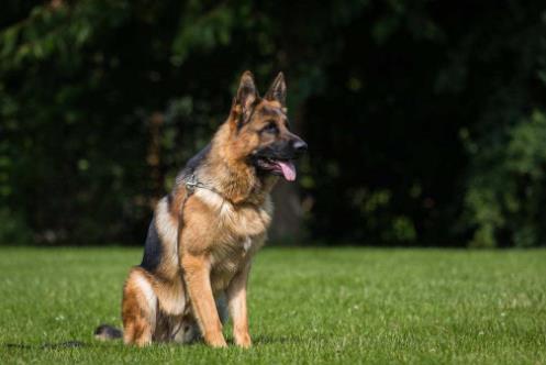 世界十大嗅覺獵犬排名,尋血獵犬血統(tǒng)純正,巴吉度犬嗅覺靈敏