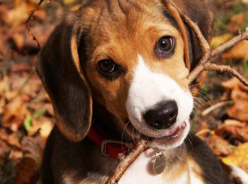世界十大嗅覺獵犬排名,尋血獵犬血統(tǒng)純正,巴吉度犬嗅覺靈敏