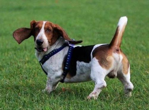 世界十大嗅覺獵犬排名,尋血獵犬血統(tǒng)純正,巴吉度犬嗅覺靈敏