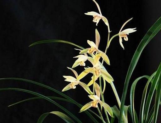 中國傳統十大名花排名,梅花是花中之魁,牡丹稱花中之王