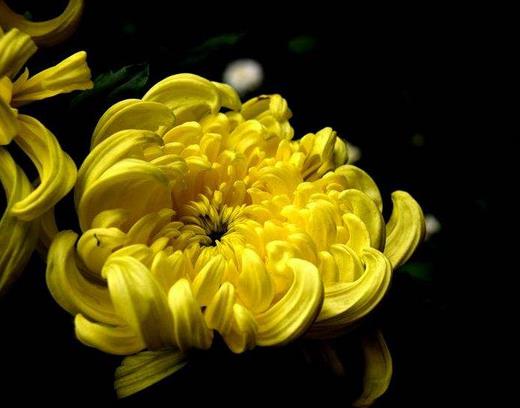 中國傳統十大名花排名,梅花是花中之魁,牡丹稱花中之王