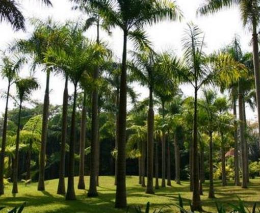 中國八大劇毒植物排名,烏頭蘊(yùn)含烏頭堿,斷腸草誤食會(huì)毒發(fā)身亡