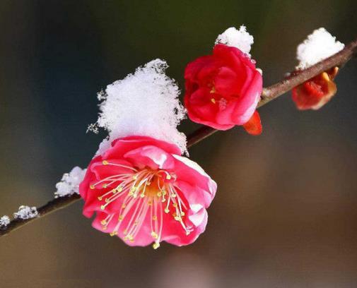 中國傳統十大名花排名,梅花是花中之魁,牡丹稱花中之王