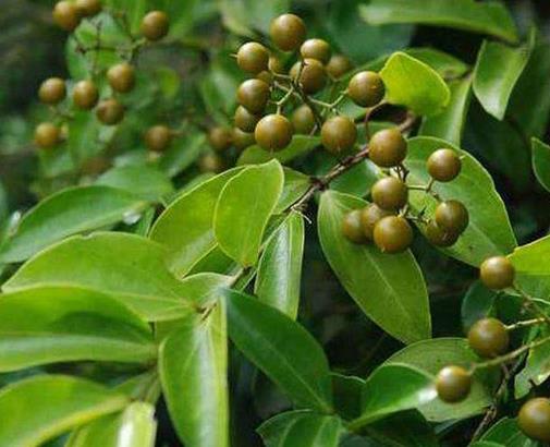 中國八大劇毒植物排名,烏頭蘊(yùn)含烏頭堿,斷腸草誤食會(huì)毒發(fā)身亡