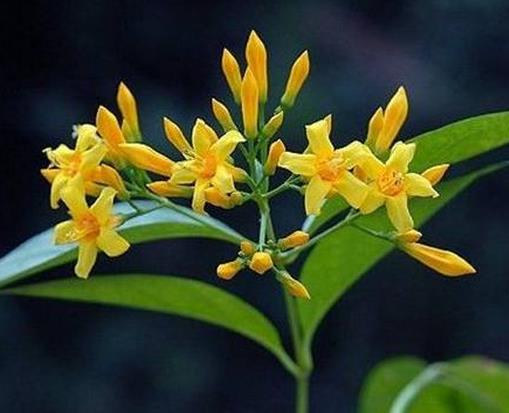 中國八大劇毒植物排名,烏頭蘊(yùn)含烏頭堿,斷腸草誤食會(huì)毒發(fā)身亡