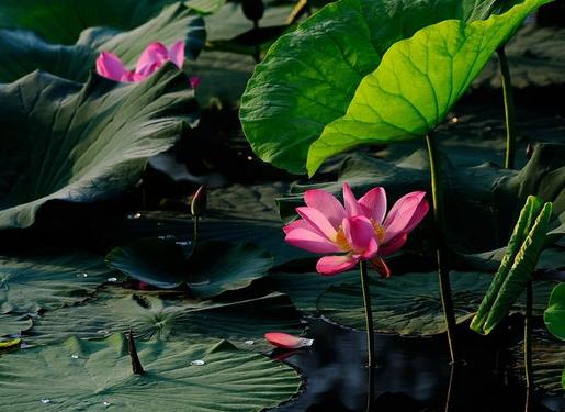 中國傳統十大名花排名,梅花是花中之魁,牡丹稱花中之王