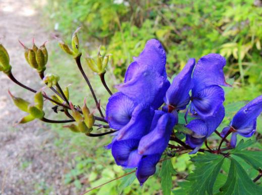 中國八大劇毒植物排名,烏頭蘊(yùn)含烏頭堿,斷腸草誤食會(huì)毒發(fā)身亡