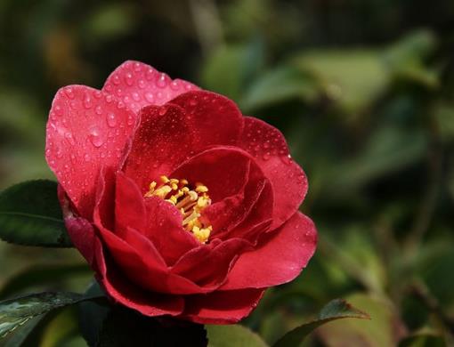中國傳統十大名花排名,梅花是花中之魁,牡丹稱花中之王
