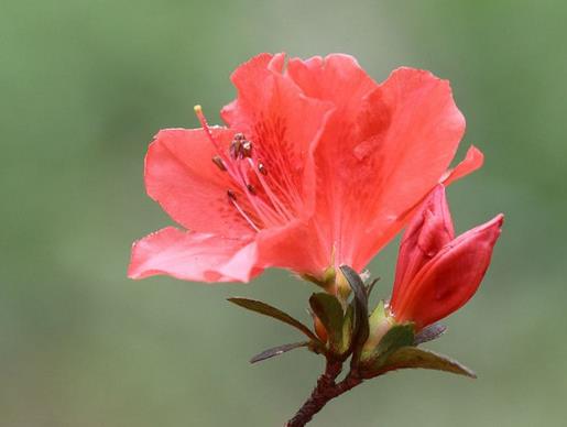 中國傳統十大名花排名,梅花是花中之魁,牡丹稱花中之王