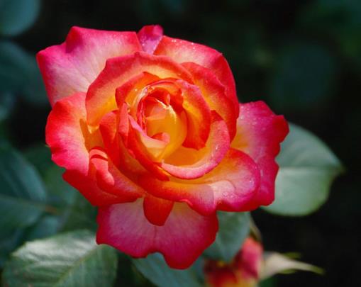 中國傳統十大名花排名,梅花是花中之魁,牡丹稱花中之王