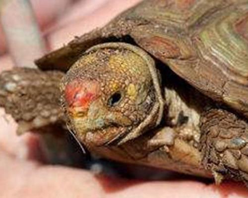 世界上最小的脊椎動物排名,阿馬烏童蛙是新物種,微鯉長度7.9毫米