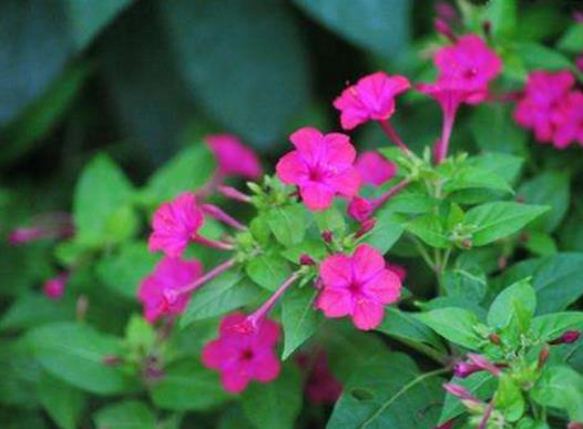 十大不吉利花排行榜,繡球花不建議家養(yǎng),含羞草影響家中和氣