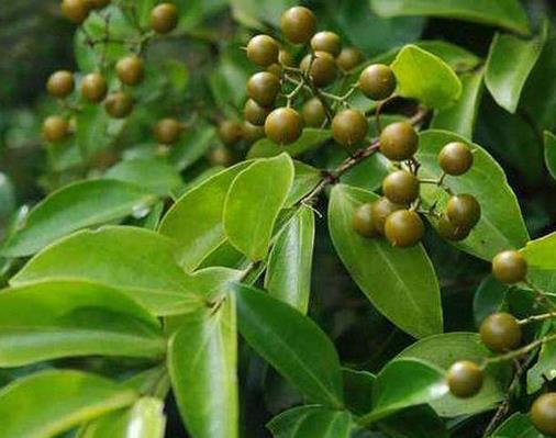 中國八大劇毒植物排名,烏頭用射殺野獸,誤食斷腸草會毒發身亡