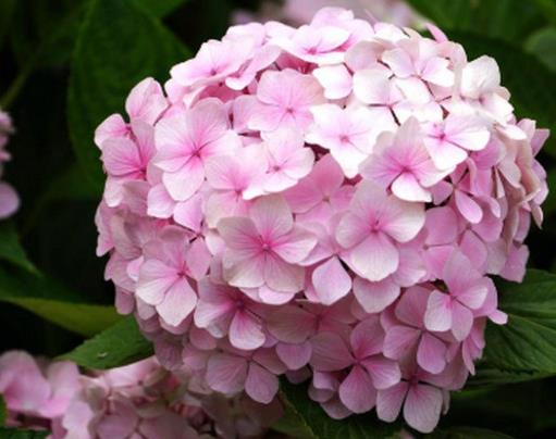十大不吉利花排行榜,繡球花不建議家養(yǎng),含羞草影響家中和氣