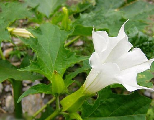 十大不吉利花排行榜,繡球花不建議家養(yǎng),含羞草影響家中和氣