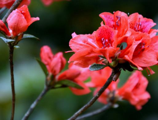 十大不吉利花排行榜,繡球花不建議家養(yǎng),含羞草影響家中和氣