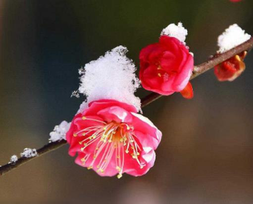 十大不吉利花排行榜,繡球花不建議家養(yǎng),含羞草影響家中和氣