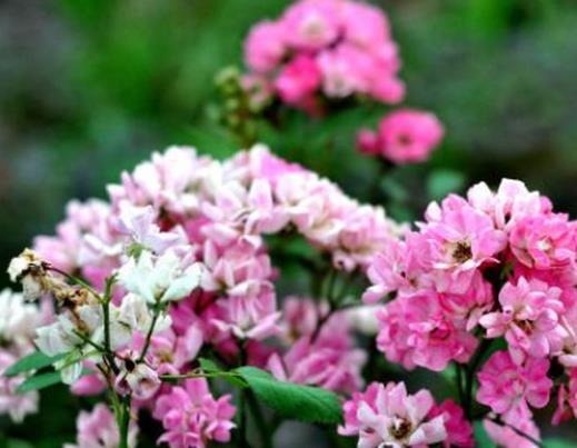 十大不吉利花排行榜,繡球花不建議家養(yǎng),含羞草影響家中和氣