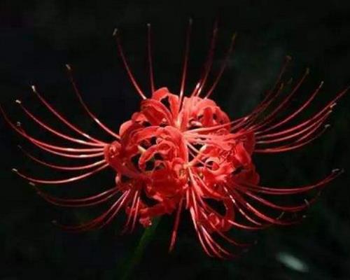 十大不吉利花排行榜,繡球花不建議家養(yǎng),含羞草影響家中和氣
