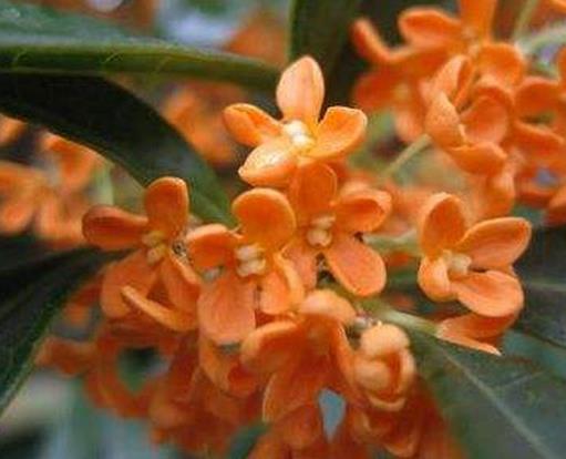 名貴桂花品種排名,金球桂觀賞價(jià)值高,柳葉蘇桂耐旱