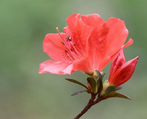 中國十大傳統名花排名,梅花是花中之魁,牡丹花是中國特有
