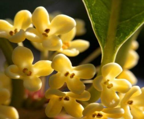 名貴桂花品種排名,金球桂觀賞價(jià)值高,柳葉蘇桂耐旱