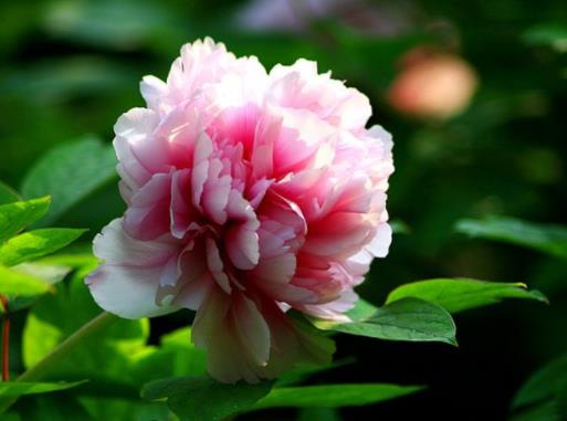 中國十大傳統名花排名,梅花是花中之魁,牡丹花是中國特有