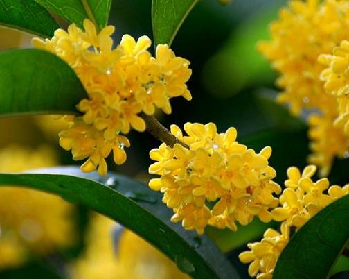 名貴桂花品種排名,金球桂觀賞價(jià)值高,柳葉蘇桂耐旱