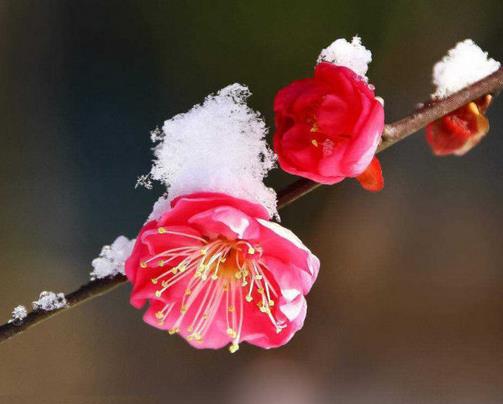 中國十大傳統名花排名,梅花是花中之魁,牡丹花是中國特有