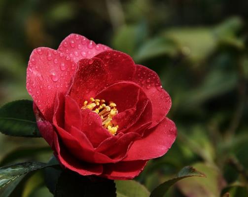 中國十大傳統名花排名,梅花是花中之魁,牡丹花是中國特有