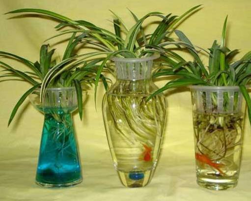 十大室內水培植物排名,綠蘿生命力頑強,長青藤可以水培