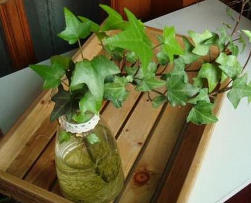 十大室內水培植物排名,綠蘿生命力頑強,長青藤可以水培