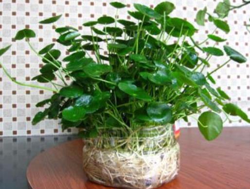十大室內水培植物排名,綠蘿生命力頑強,長青藤可以水培
