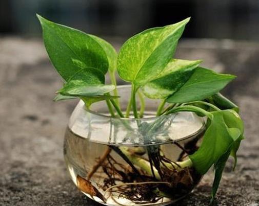 十大室內水培植物排名,綠蘿生命力頑強,長青藤可以水培