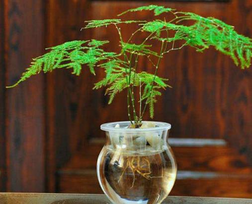 十大室內水培植物排名,綠蘿生命力頑強,長青藤可以水培